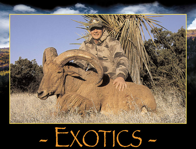 Exotic Hunting